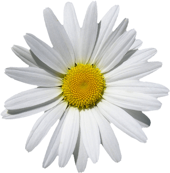 White Marguerite Daisy Flower PNG
