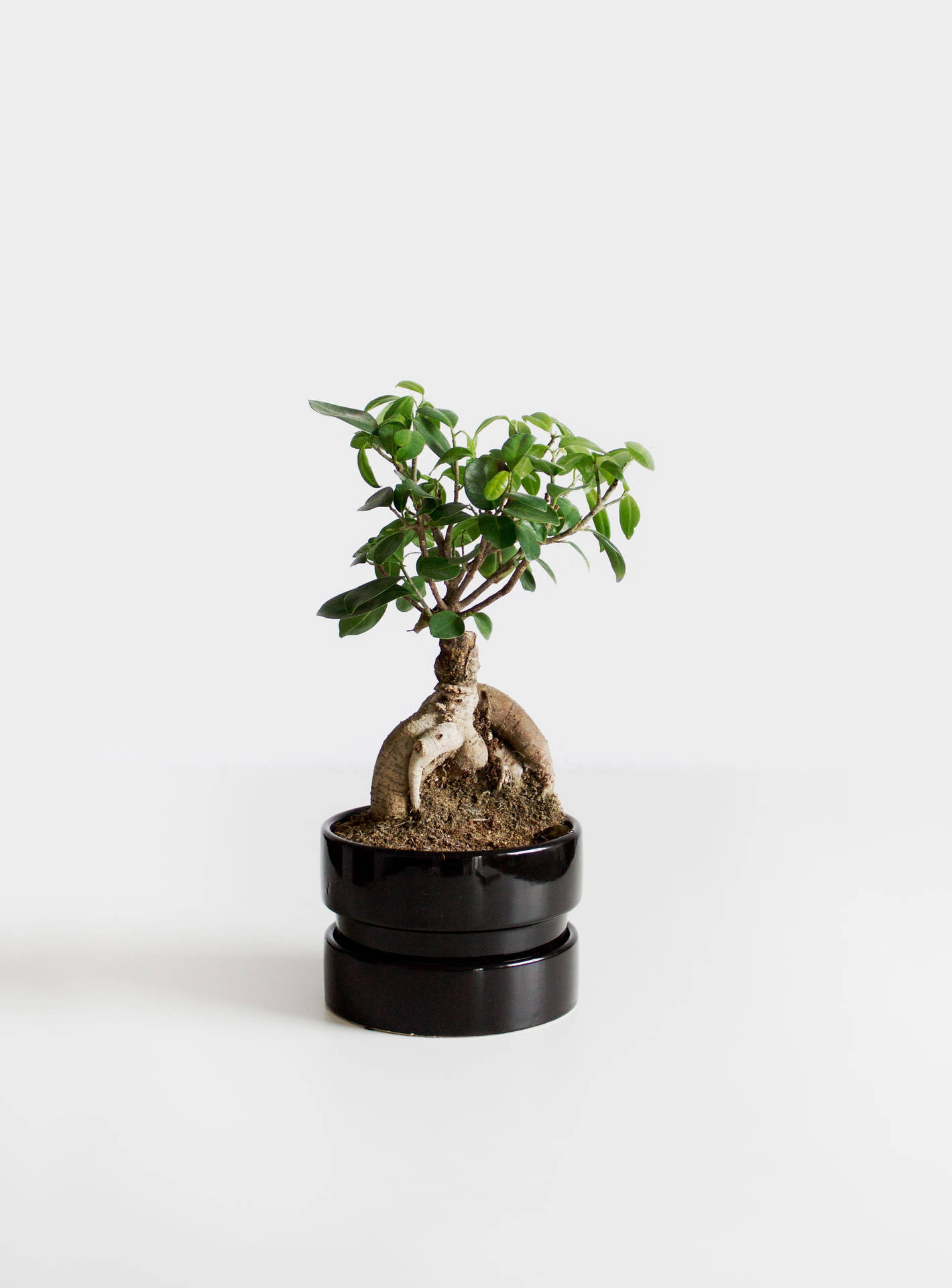 Hvid minimalistisk bonsai plantemønster Wallpaper
