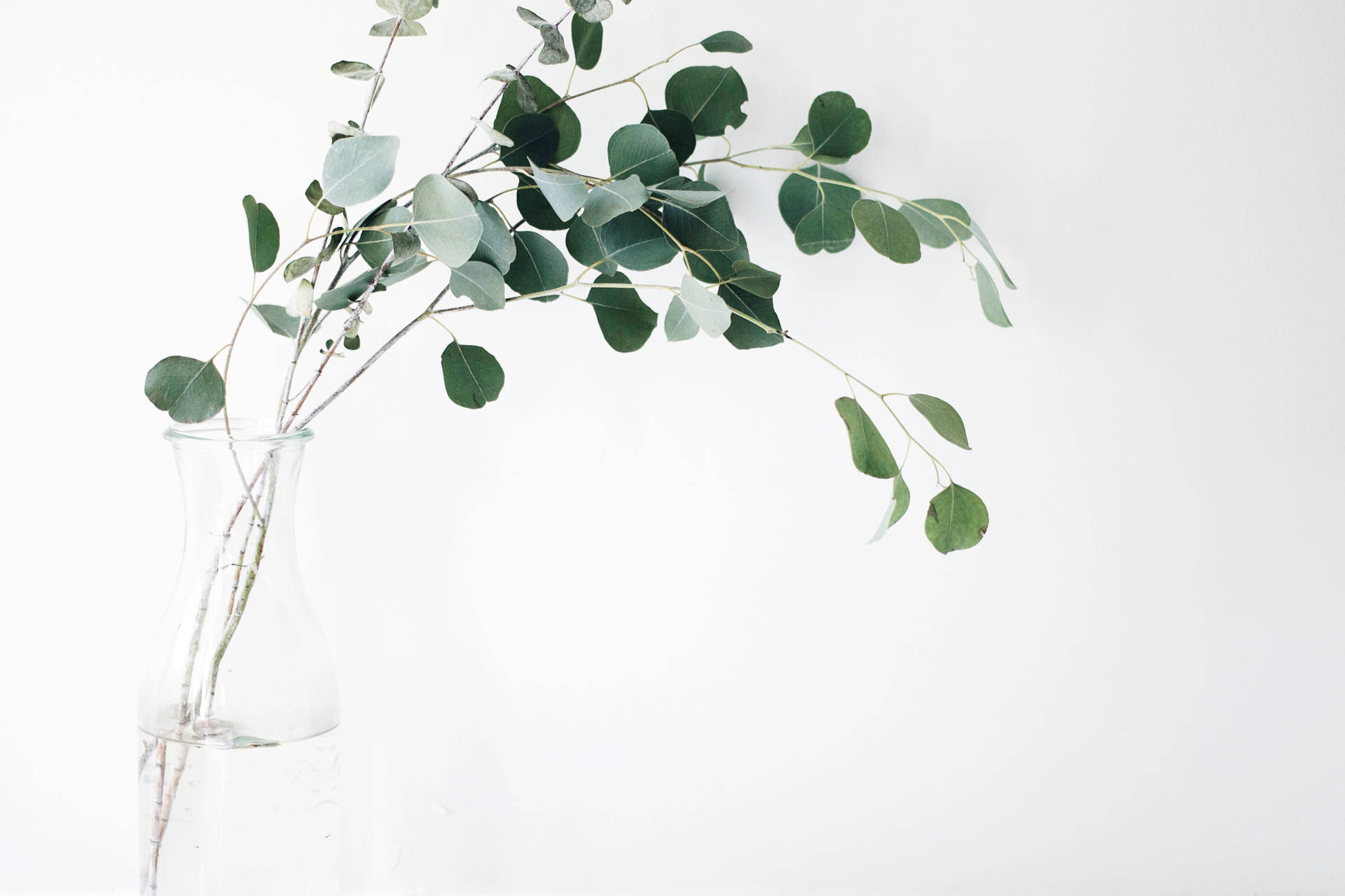 Plantade Eucalipto Minimalista En Blanco. Fondo de pantalla