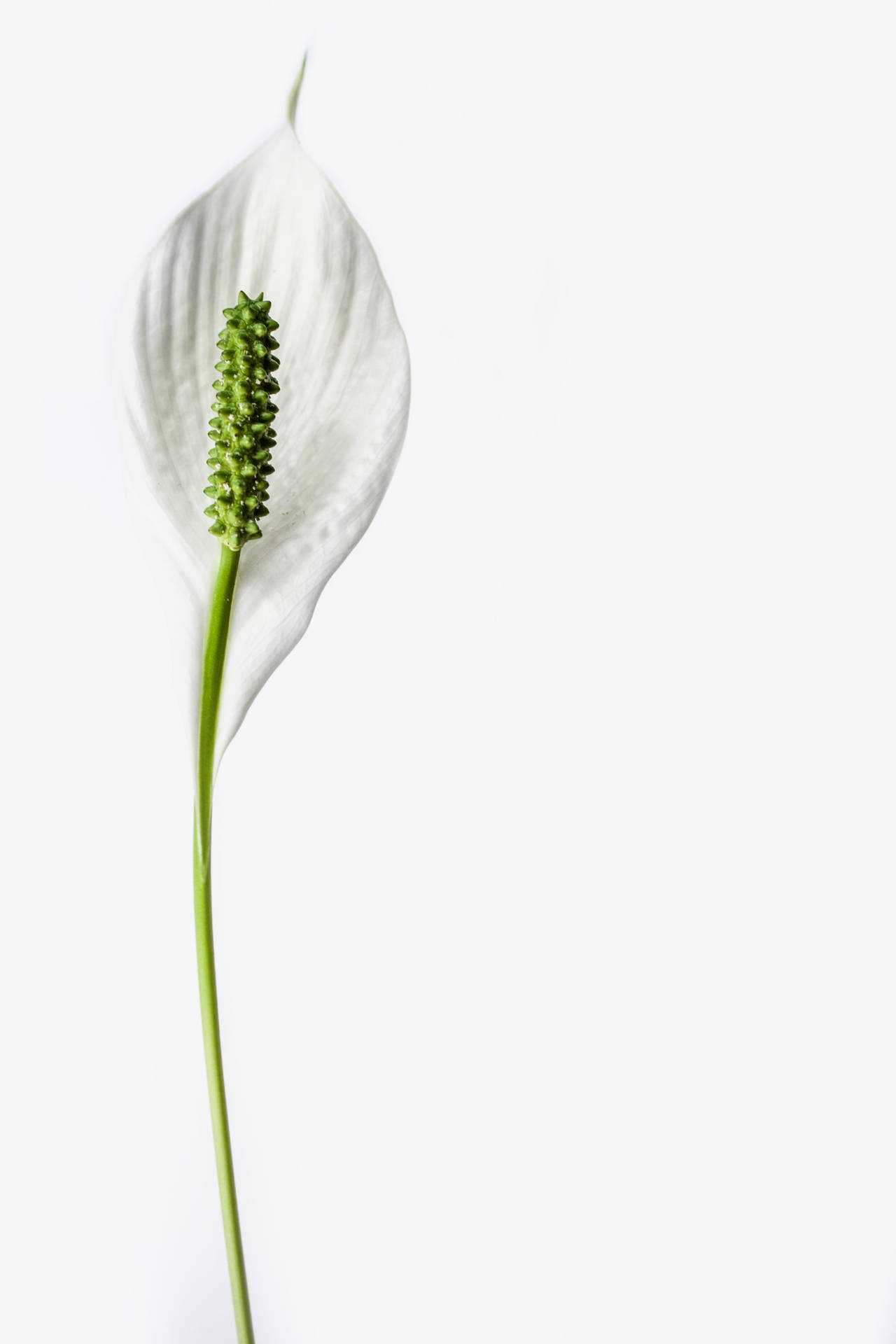 Vitminimalistisk Lilja-blomma Wallpaper