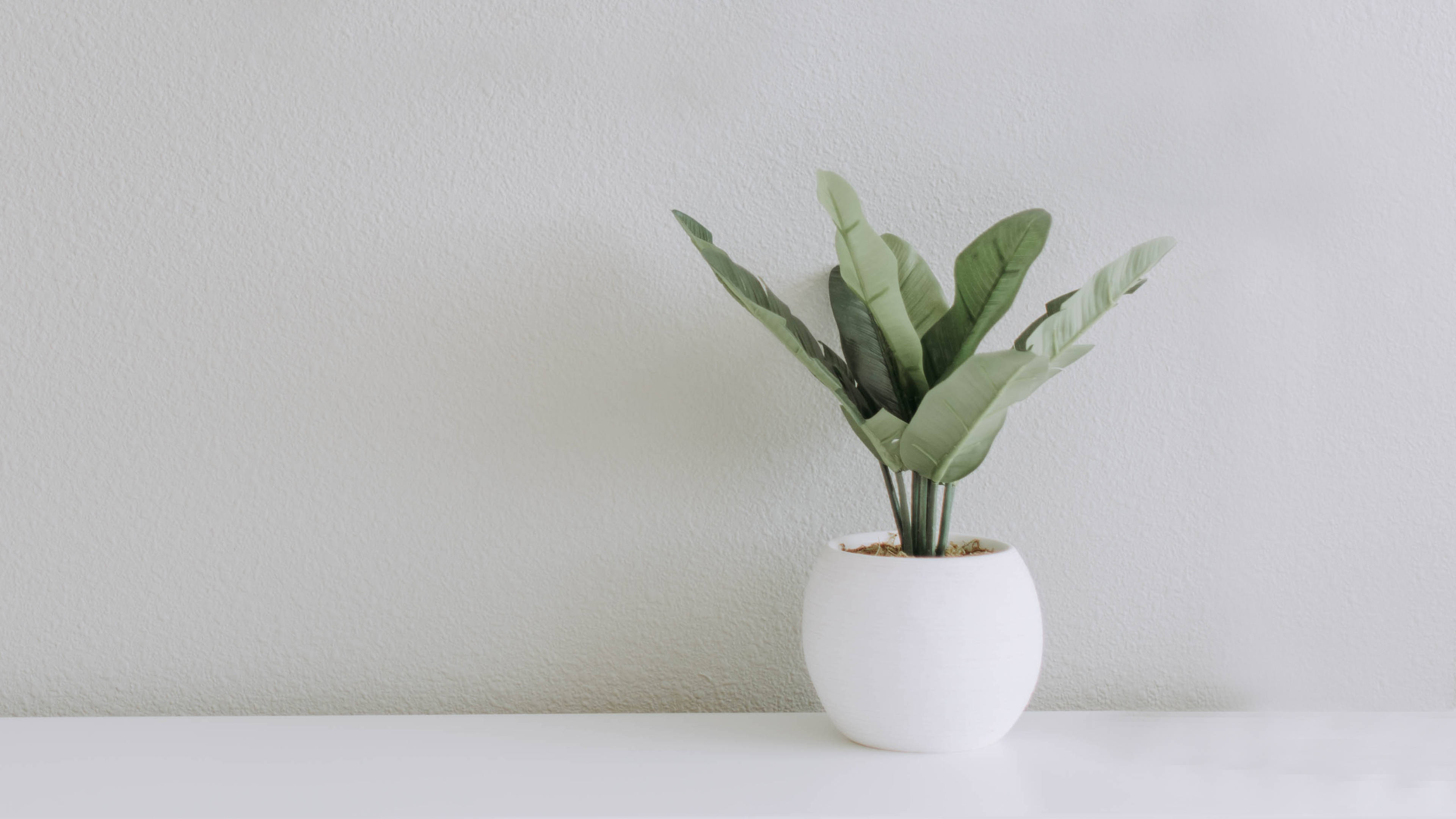 Hvid minimalistisk plante æstetik Wallpaper