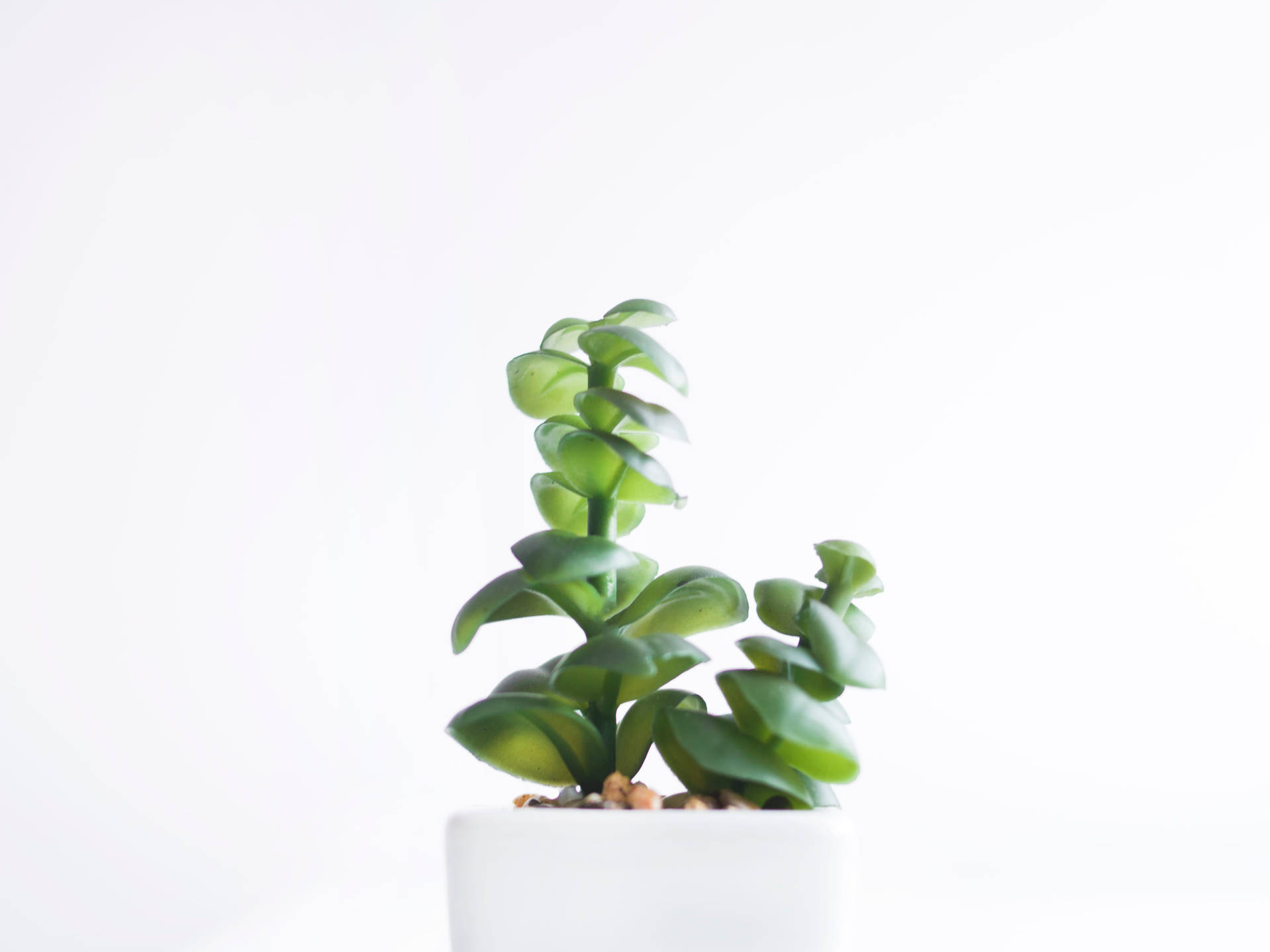 White Minimalist Potted Plant Wallpaper
