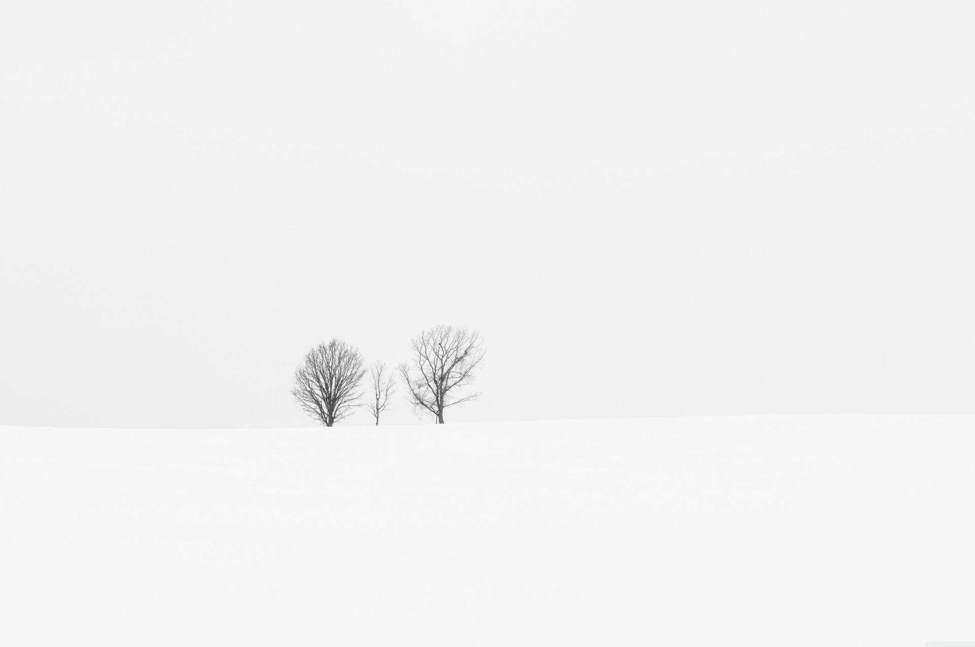 White Minimalist Three Barren Trees Wallpaper