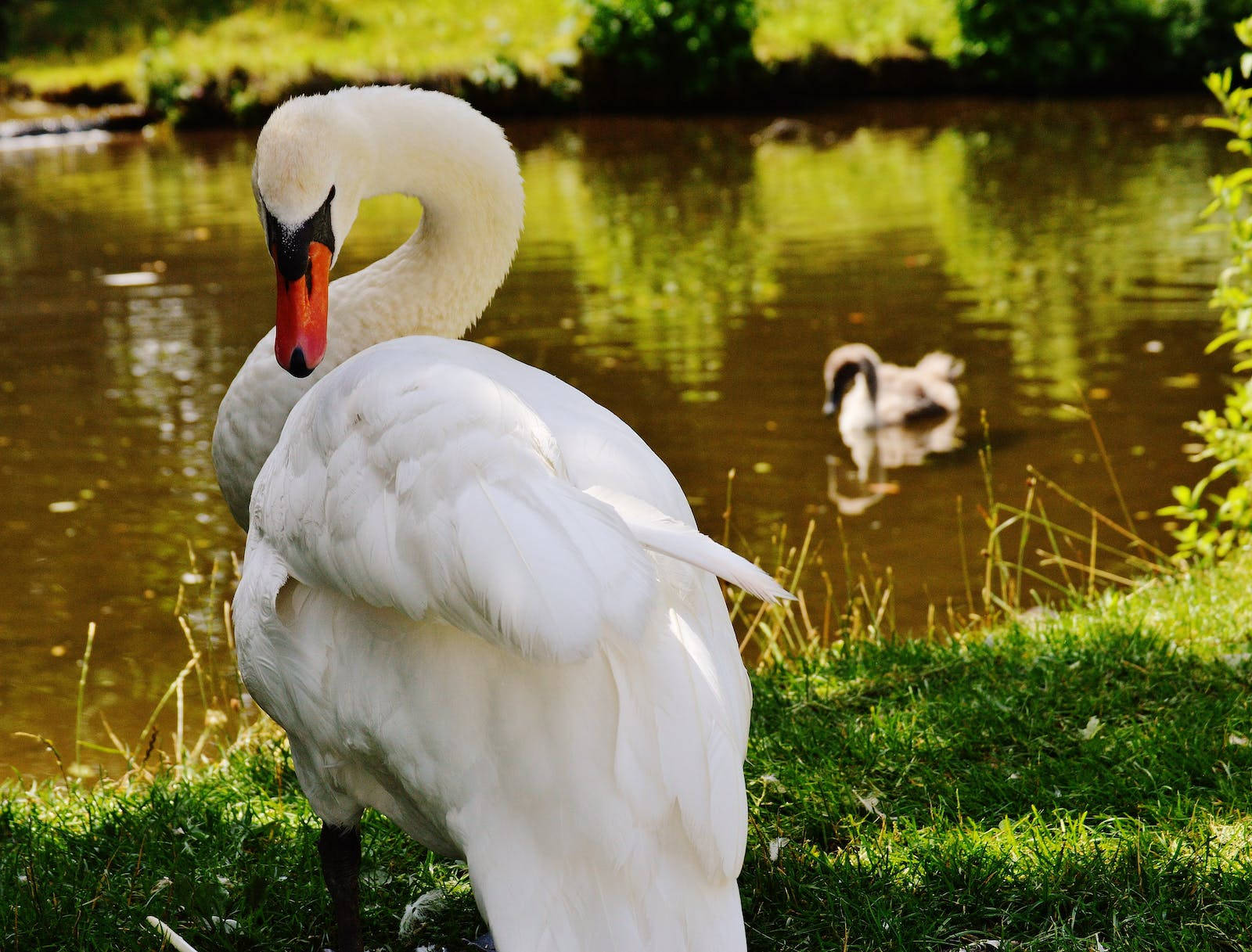 White Mute Swan Beautiful Birds