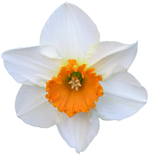 White Narcissus Flower Orange Center.png PNG