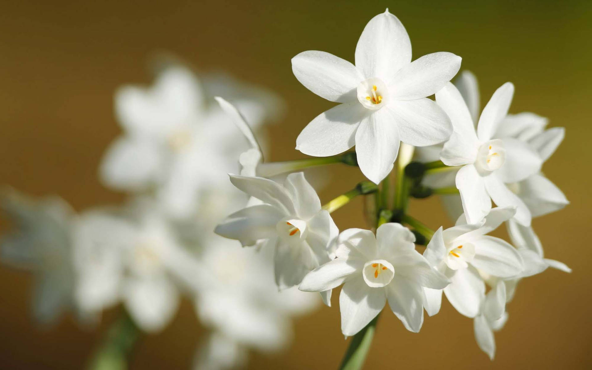 White Narcissus Flowers