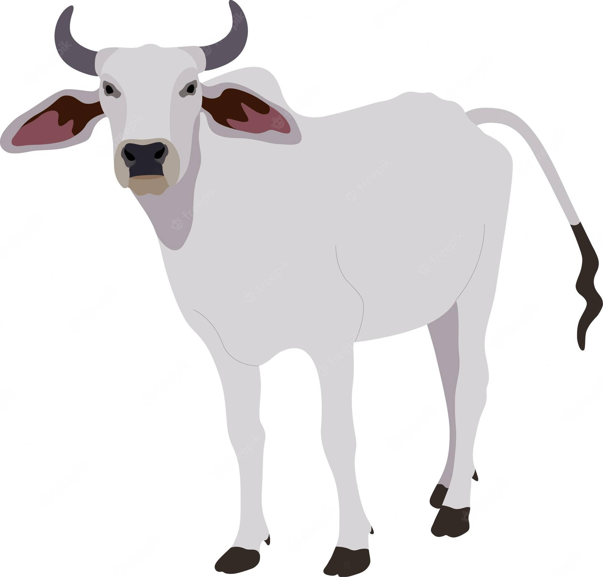 White Nelore Zebu Cattle Clipart Wallpaper