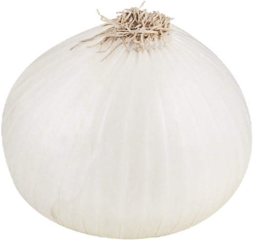 White Onion Single Isolated PNG