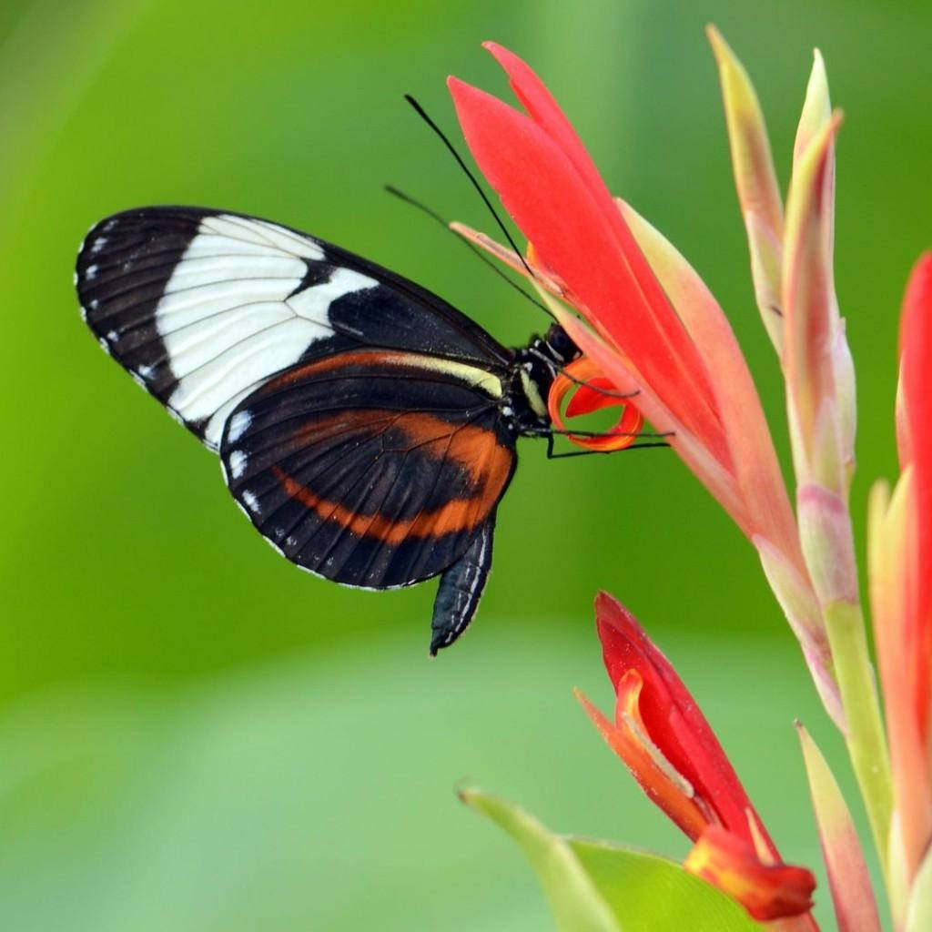 White, Orange, And Black Butterfly Wings Wallpaper