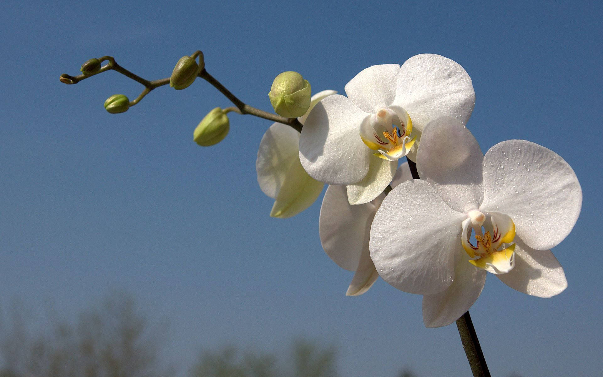 White Orchid And The Blue Sky Wallpaper