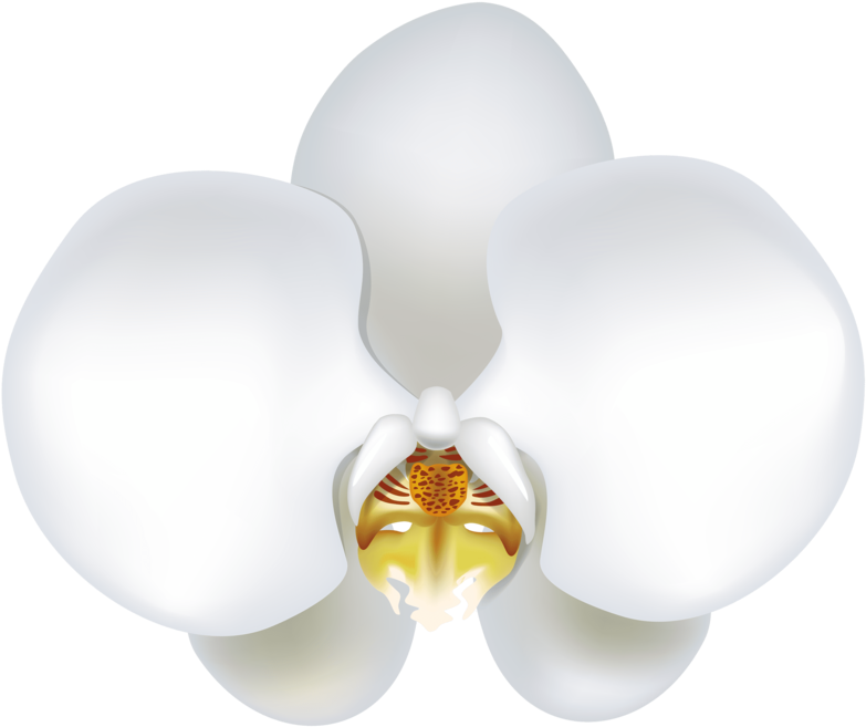 White Orchid Bloom Illustration PNG