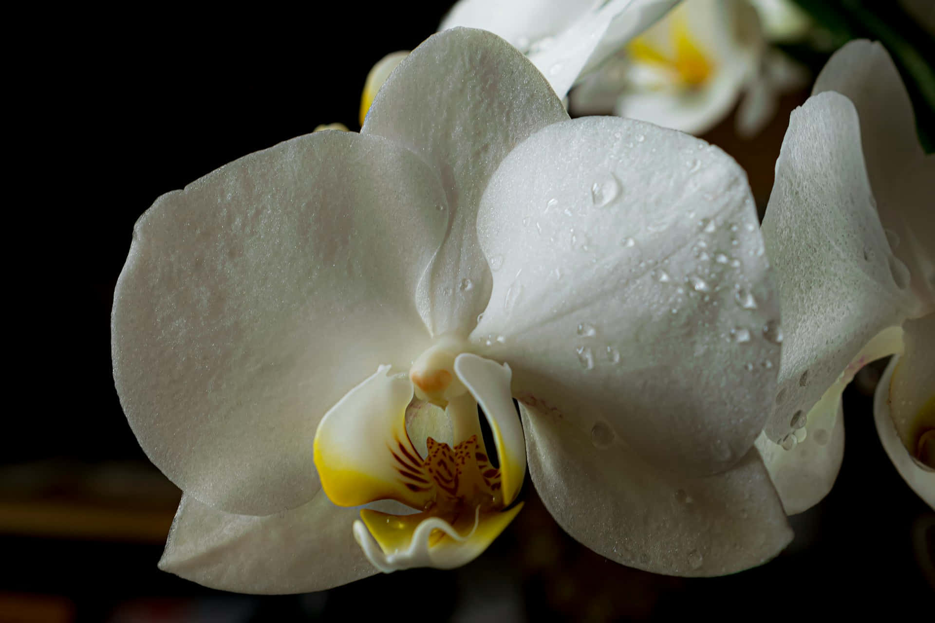 White Orchid Dew Drops.jpg Wallpaper