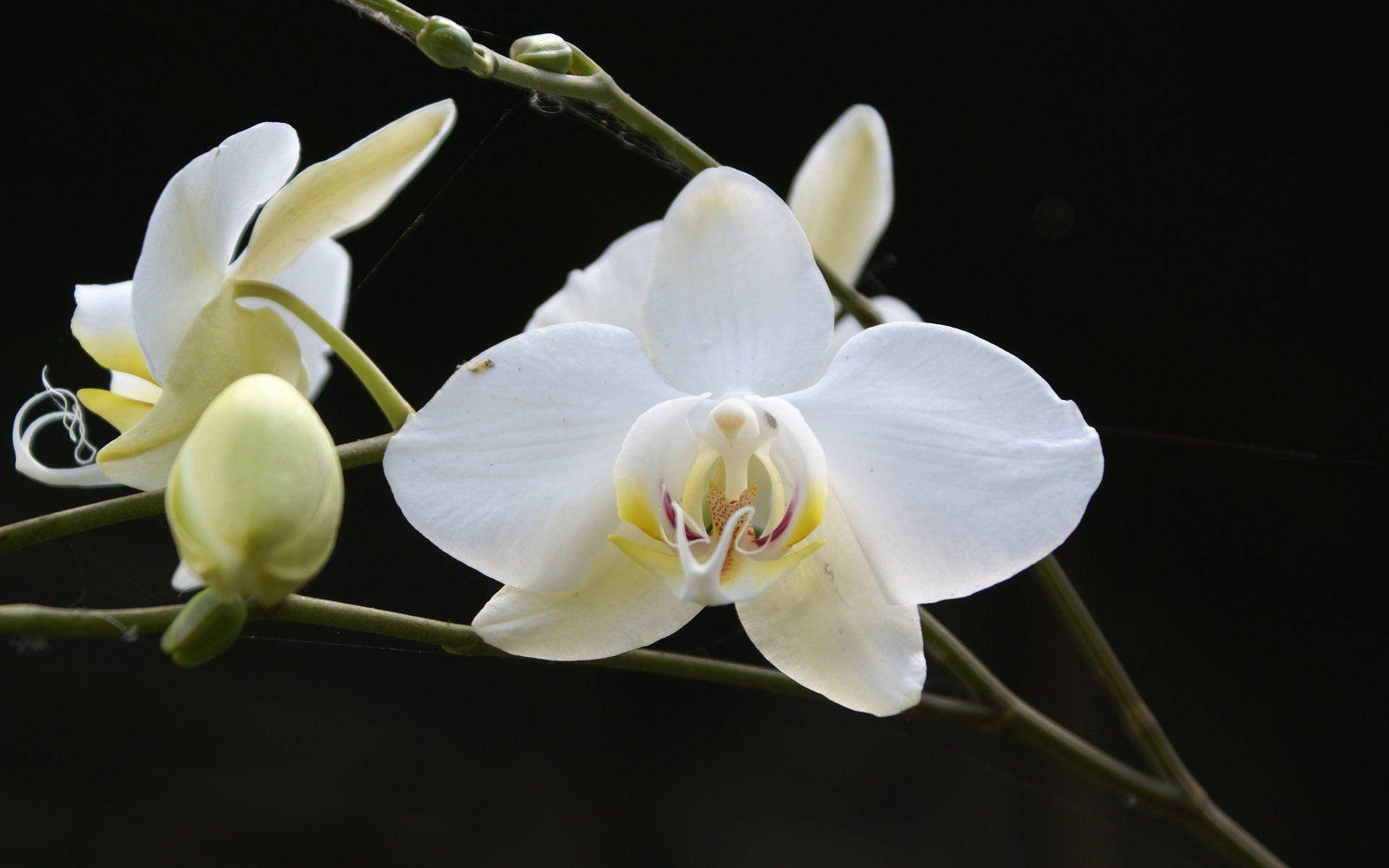 Papelde Parede De Orquídea Branca. Papel de Parede