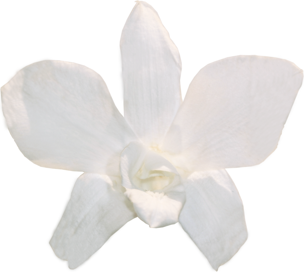 White Orchid Flower Isolated Background PNG