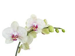White Orchid Flowers Blooming Wallpaper