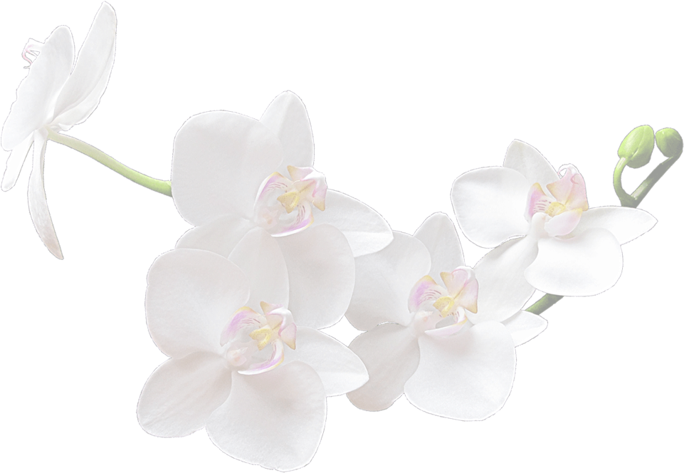 White Orchid Flowers Transparent Background PNG