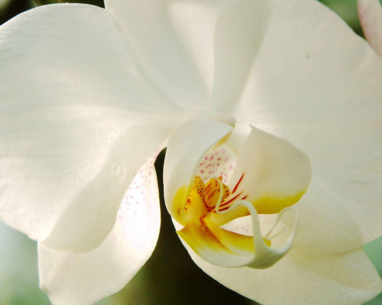 Hvid Orkide Makrofotografi Wallpaper
