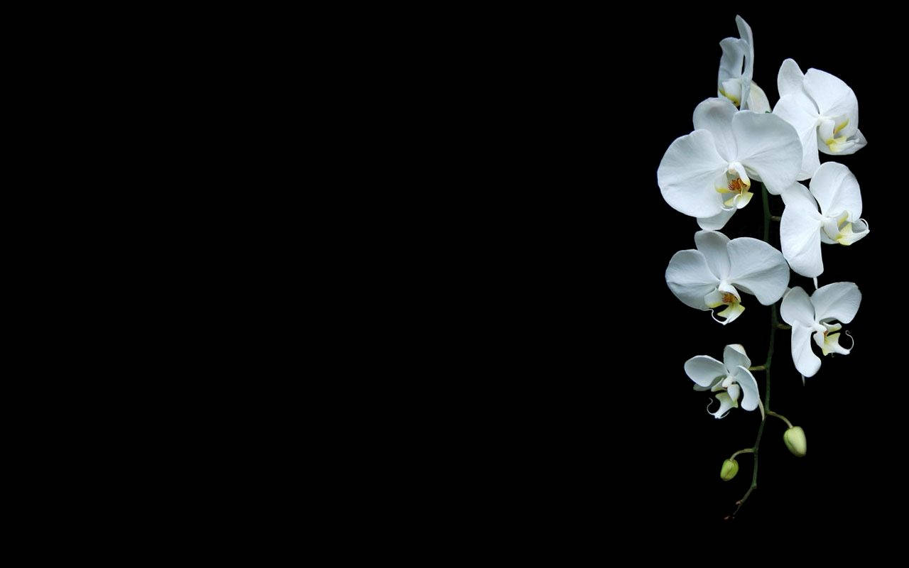 White Orchid On Black Wallpaper
