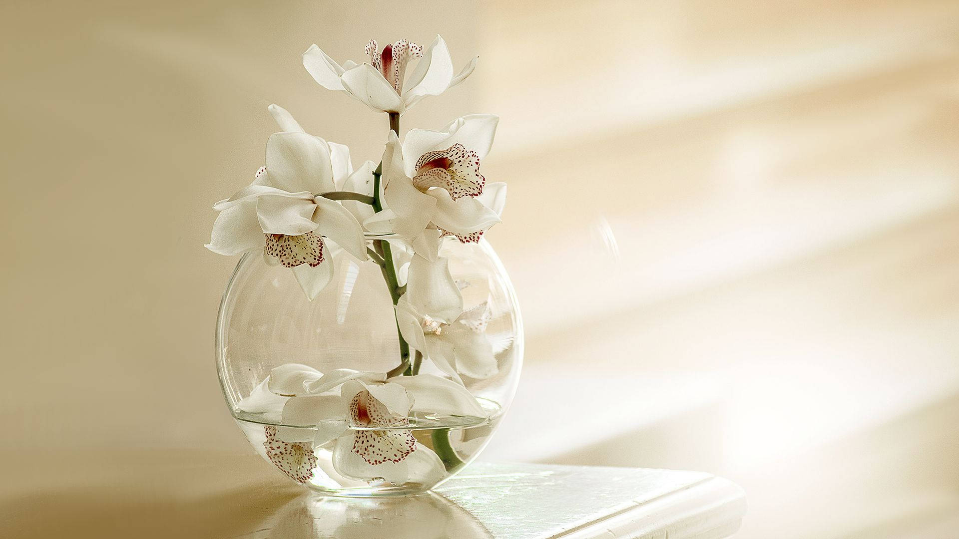 White Orchid On Crystal Vase Wallpaper
