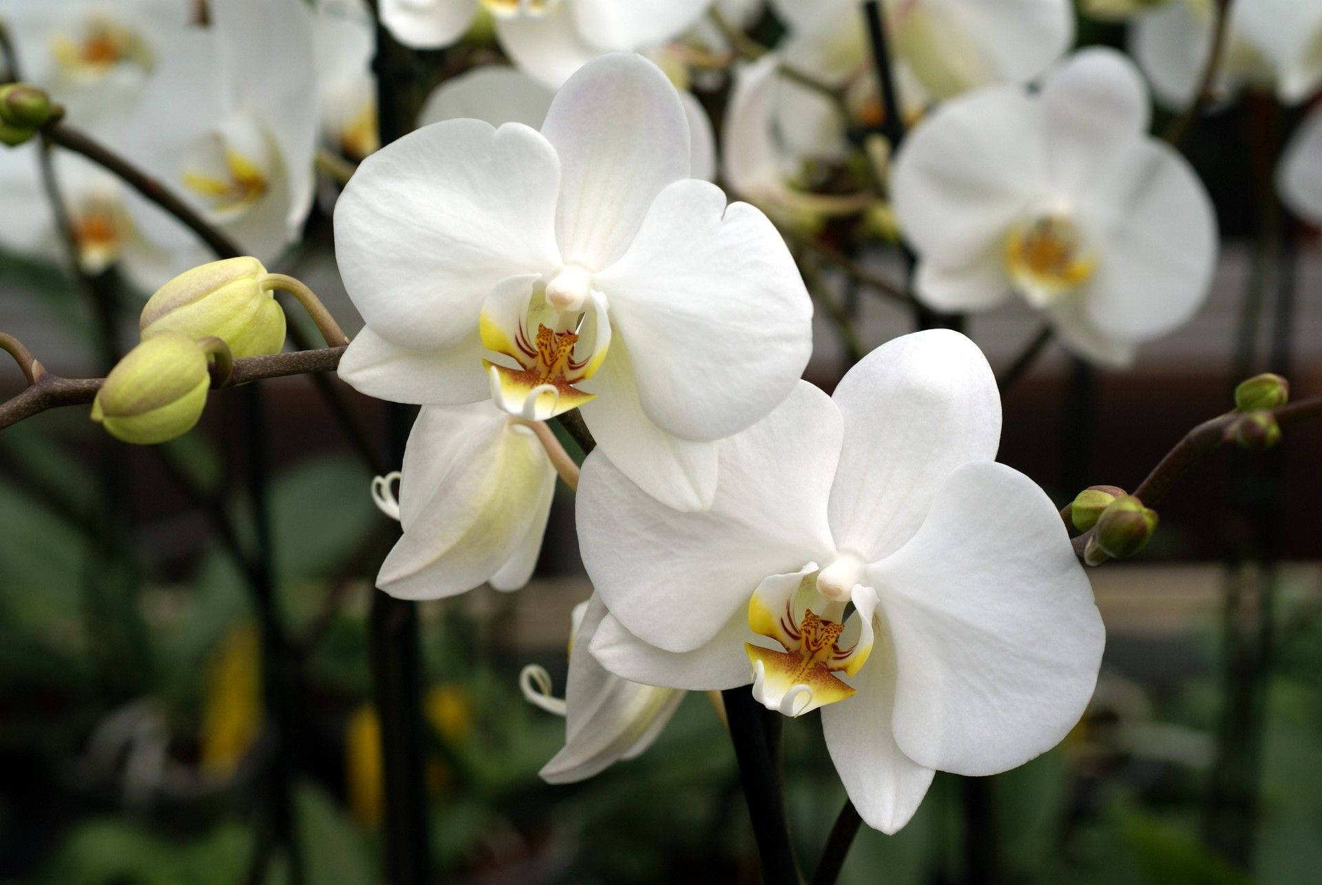 White Orchid On Dark Brown Stem Wallpaper