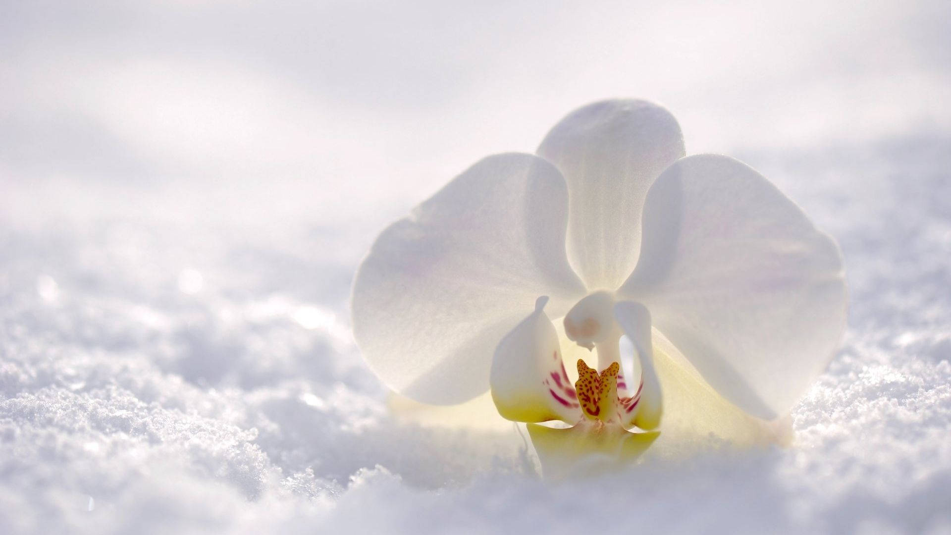 White Orchid On Snow Wallpaper