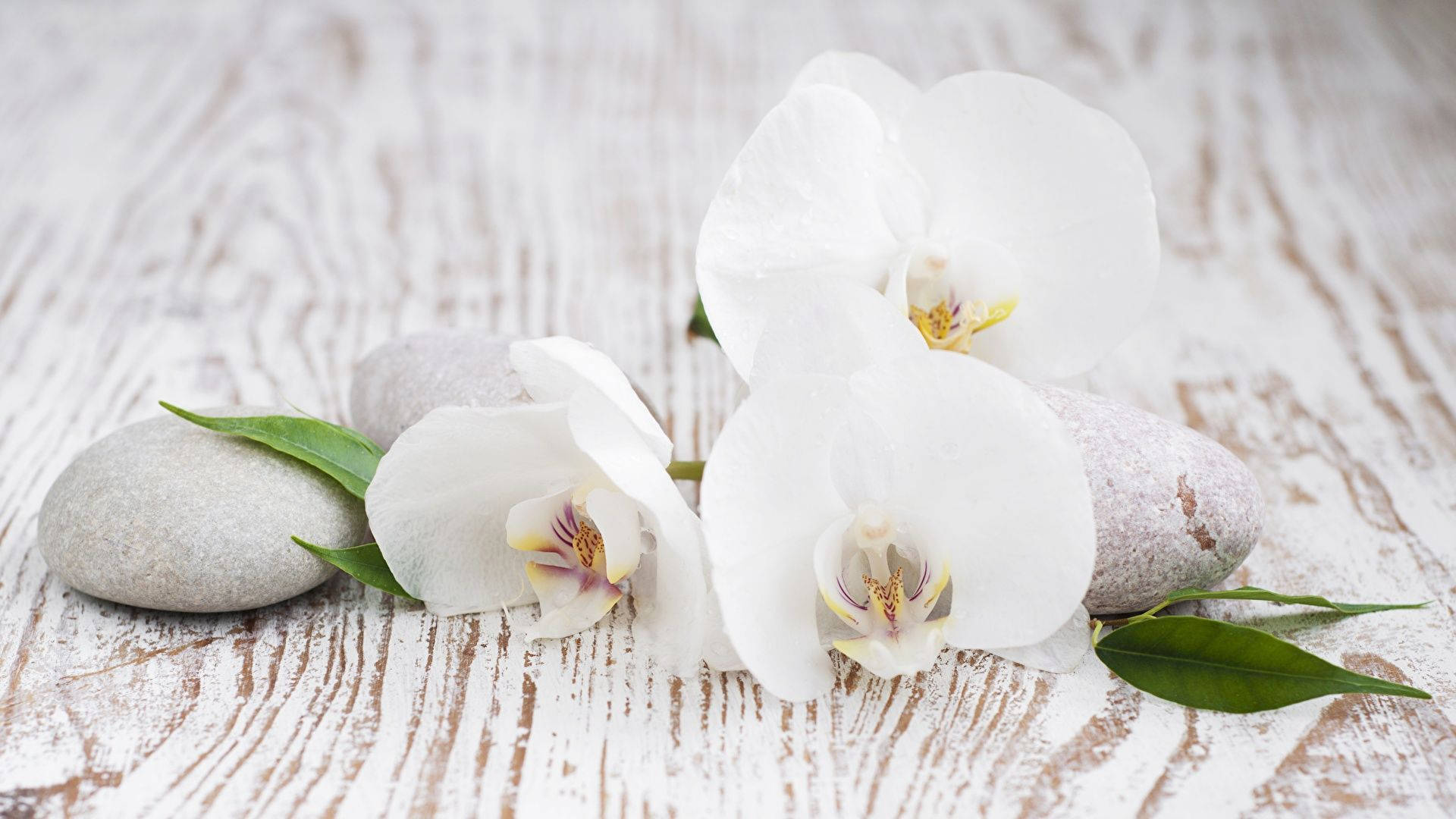 White Orchid On Wooden Floor Wallpaper