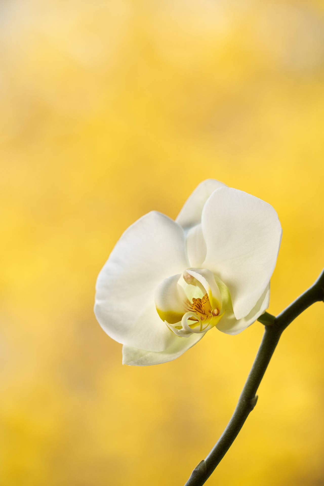 White Orchid On Yellow Background