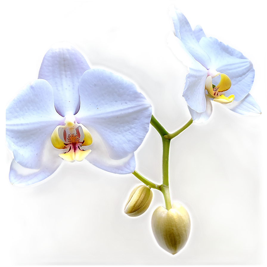 White Orchid Png 05242024 PNG