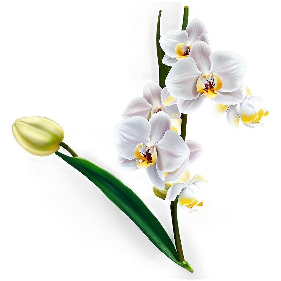 White Orchid Png Bab74 PNG