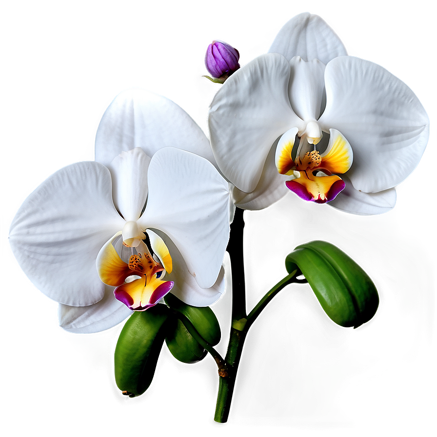 White Orchid Png Dxu PNG