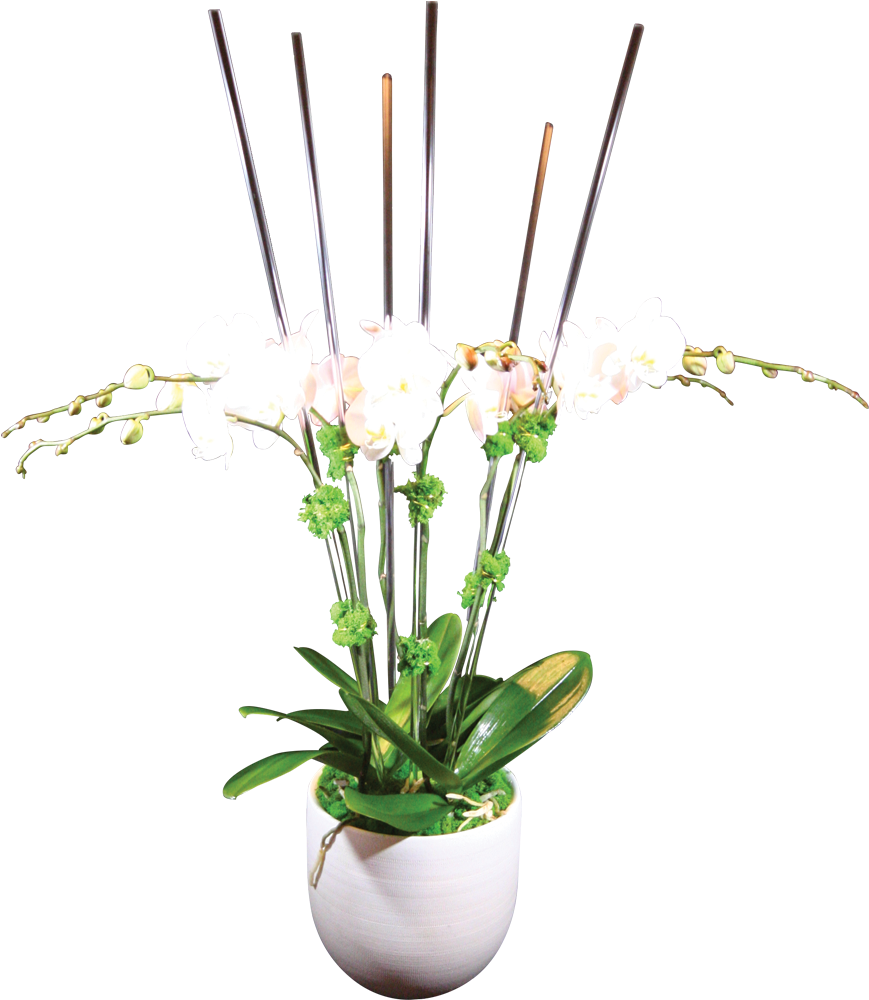 White Orchid Potted Plant PNG