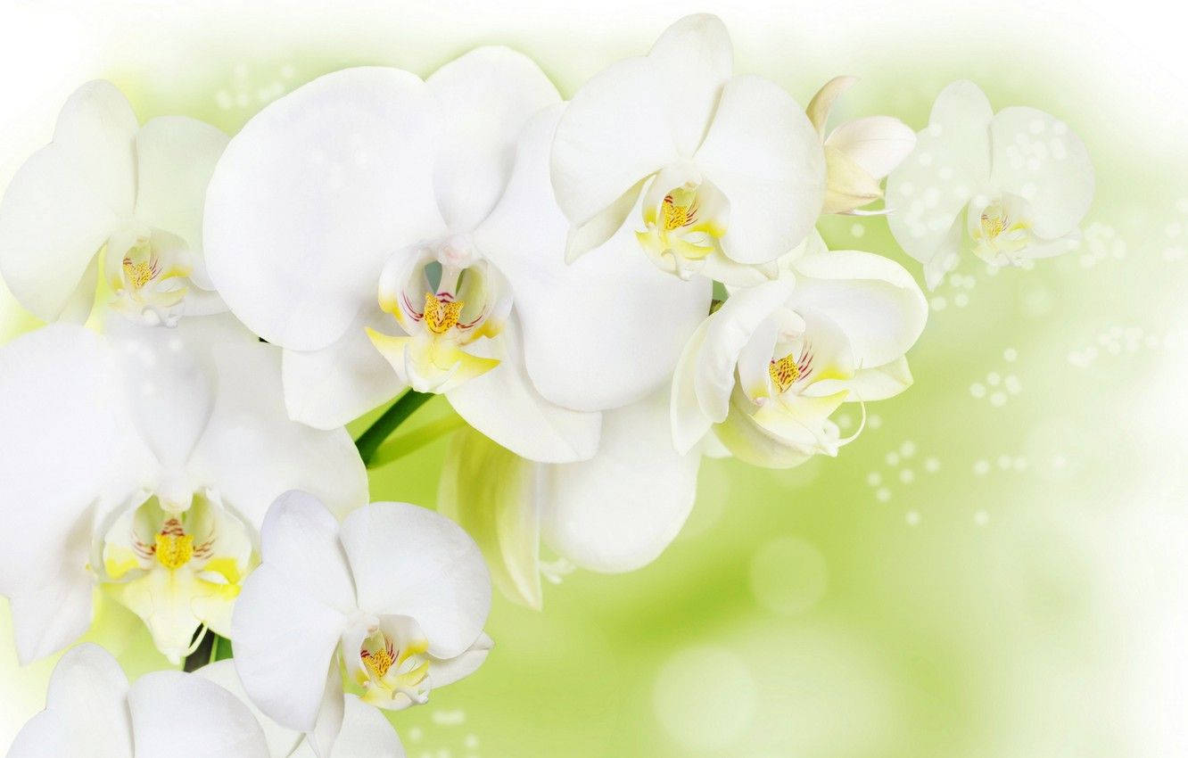 White Orchid Realistic Painting Wallpaper