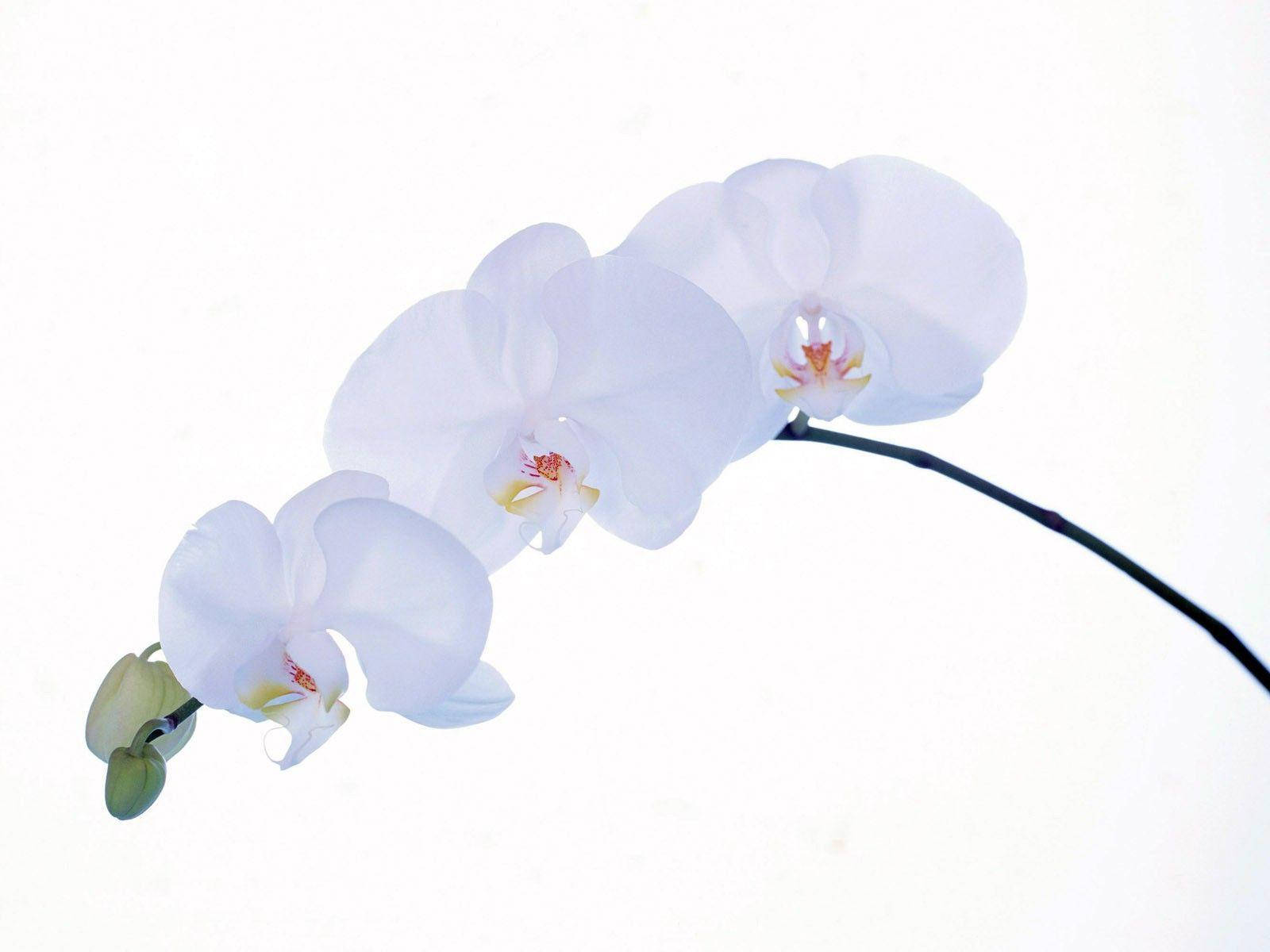 White Orchid Trio Wallpaper