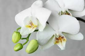 White Orchid Type Wallpaper