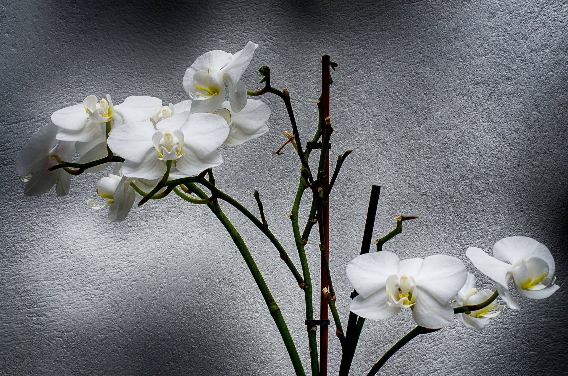 Hvid Orkidé Under Sollys Wallpaper