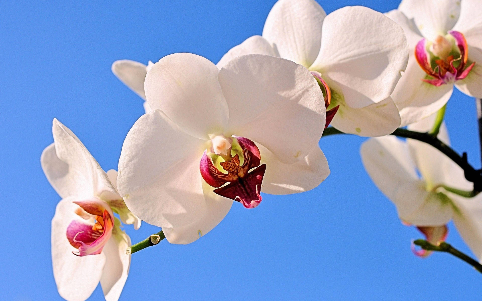 White Orchid Under The Sky Wallpaper