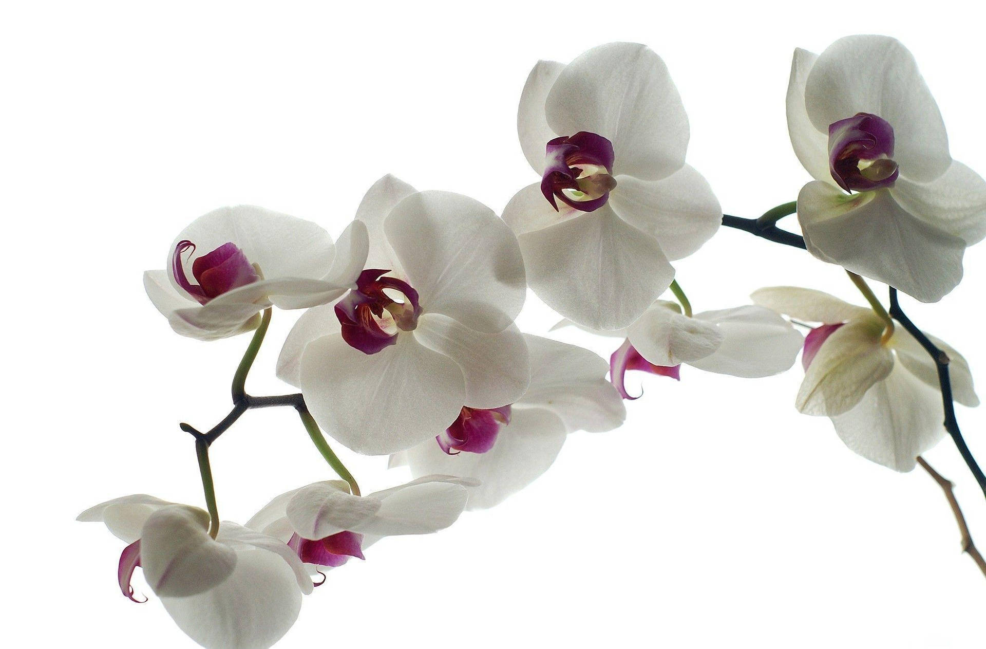 White Orchid With Curved Purple Petals Wallpaper