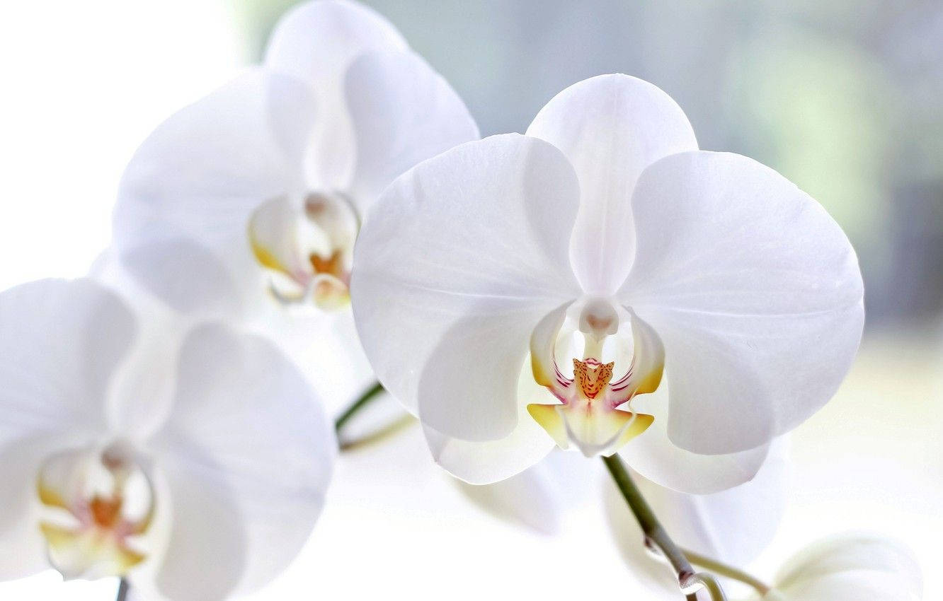 White Orchid With Cute Petals Wallpaper