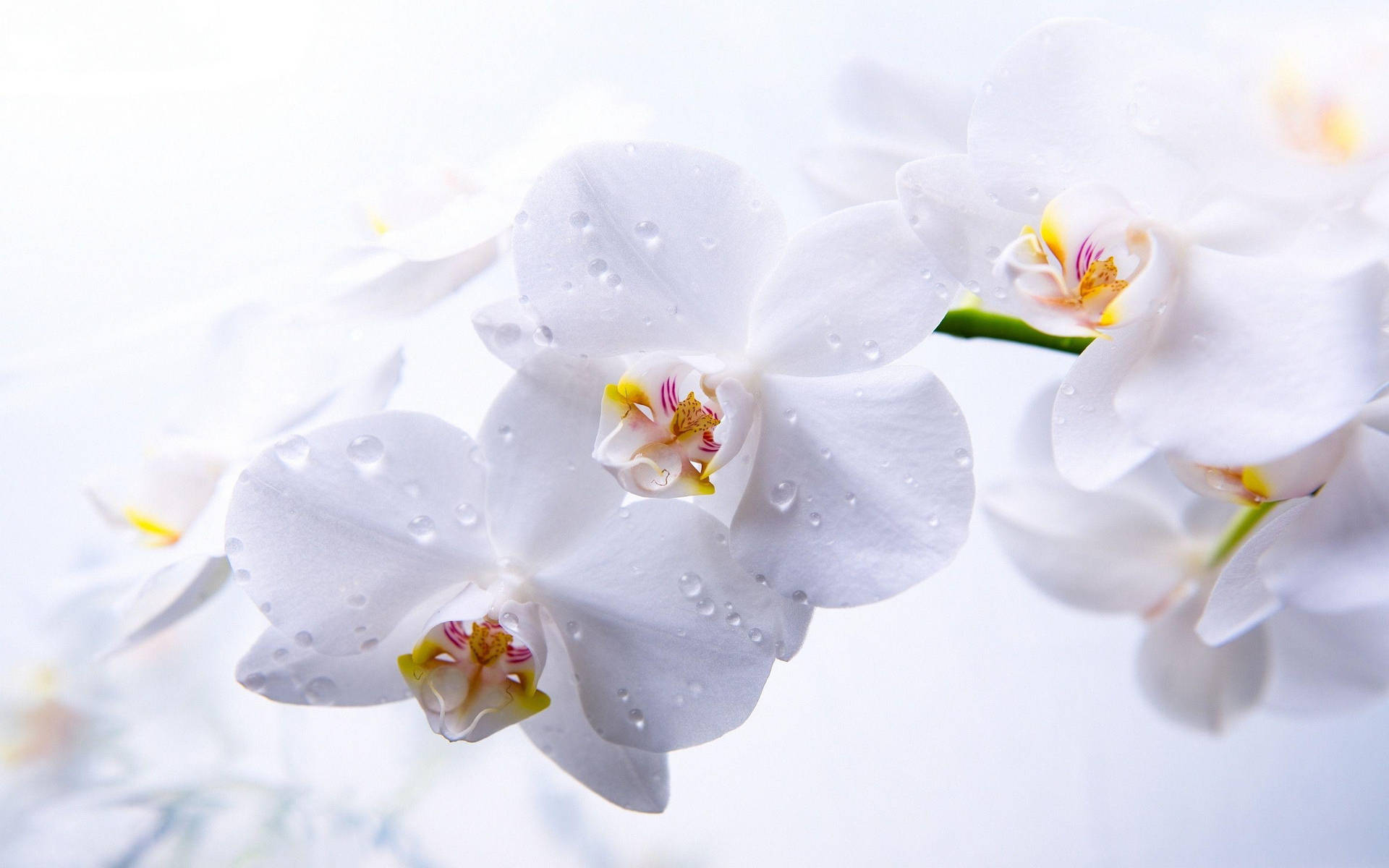 White Orchid With Dew Wallpaper