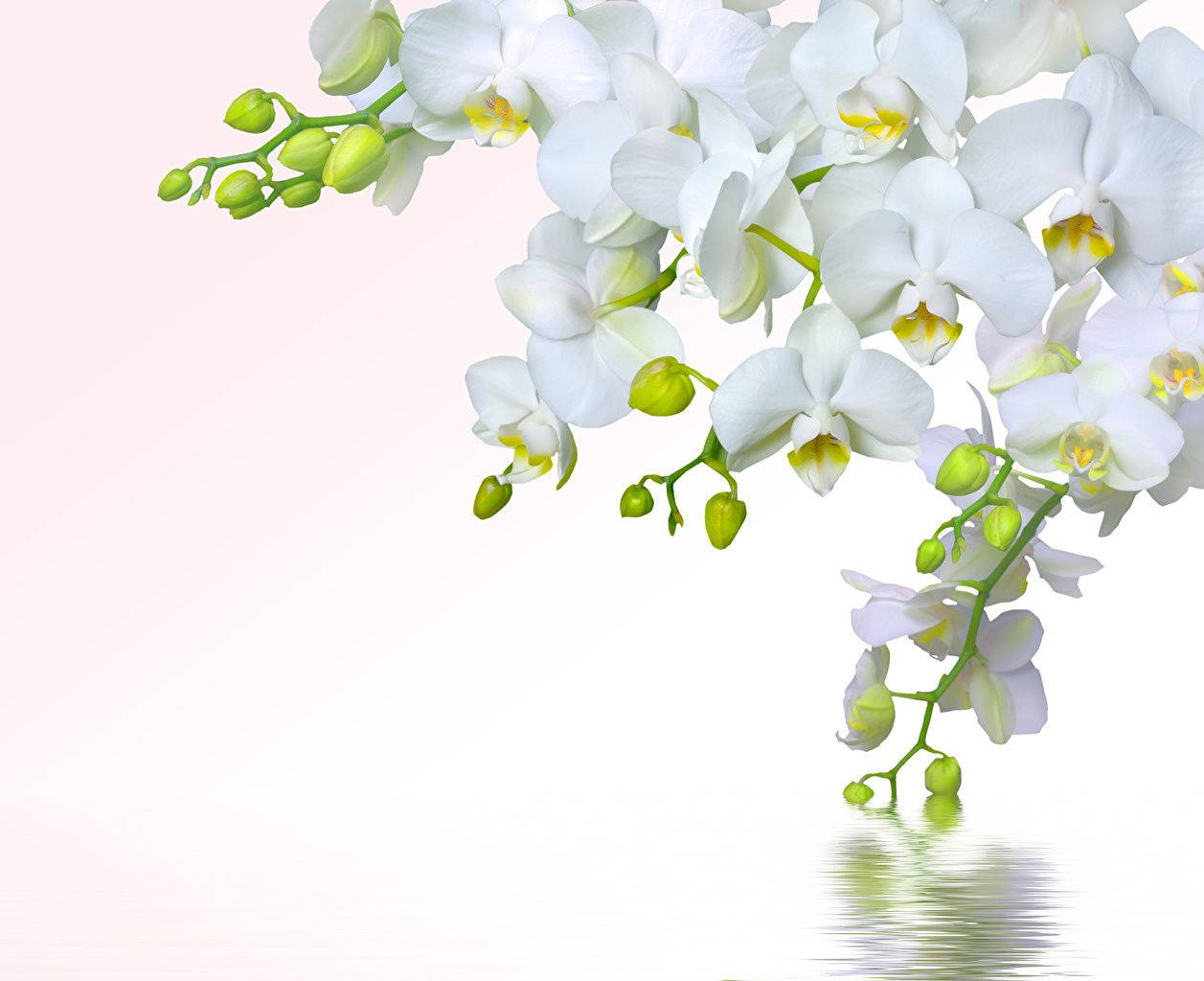 Orquídeablanca Con Brotes Verdes. Fondo de pantalla