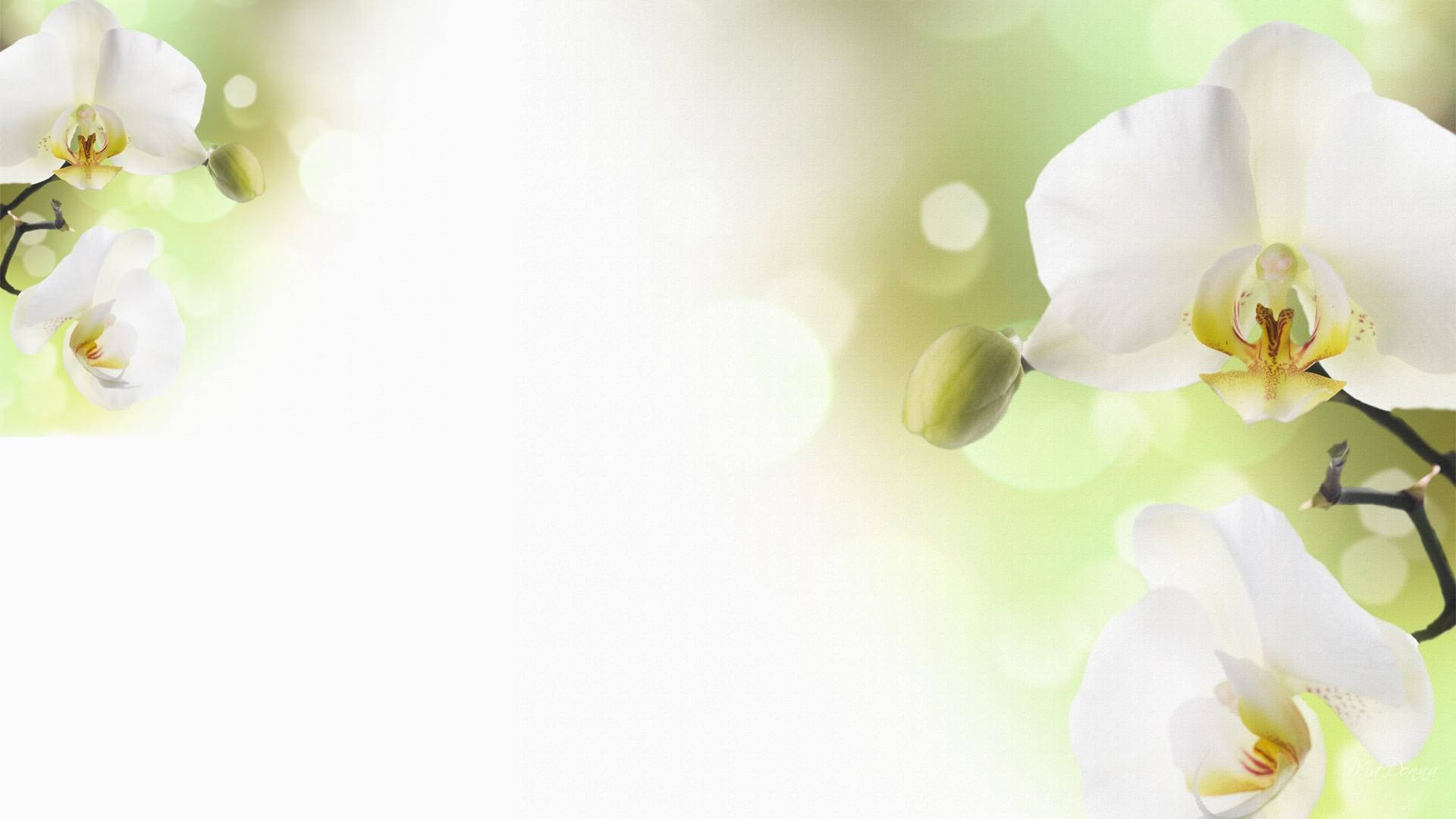 White Orchid With Lime Green Petals Wallpaper