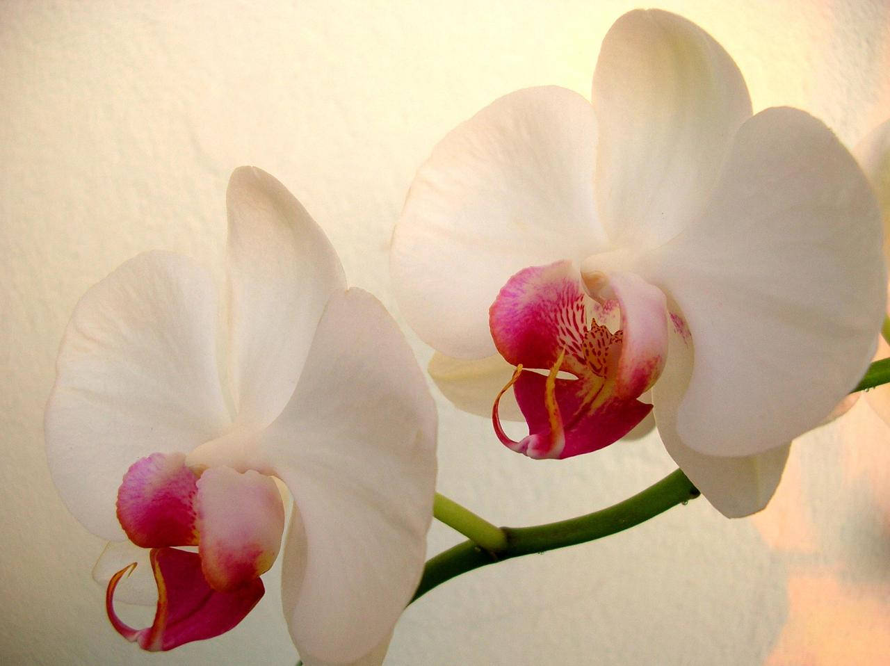 Orquídeablanca Con Pétalos De Centro Rosa. Fondo de pantalla