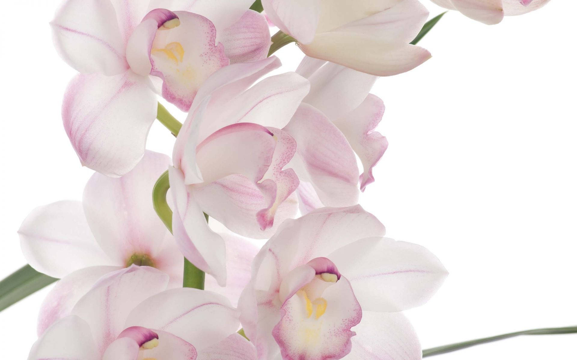 White Orchid With Pink Edge Petals Wallpaper