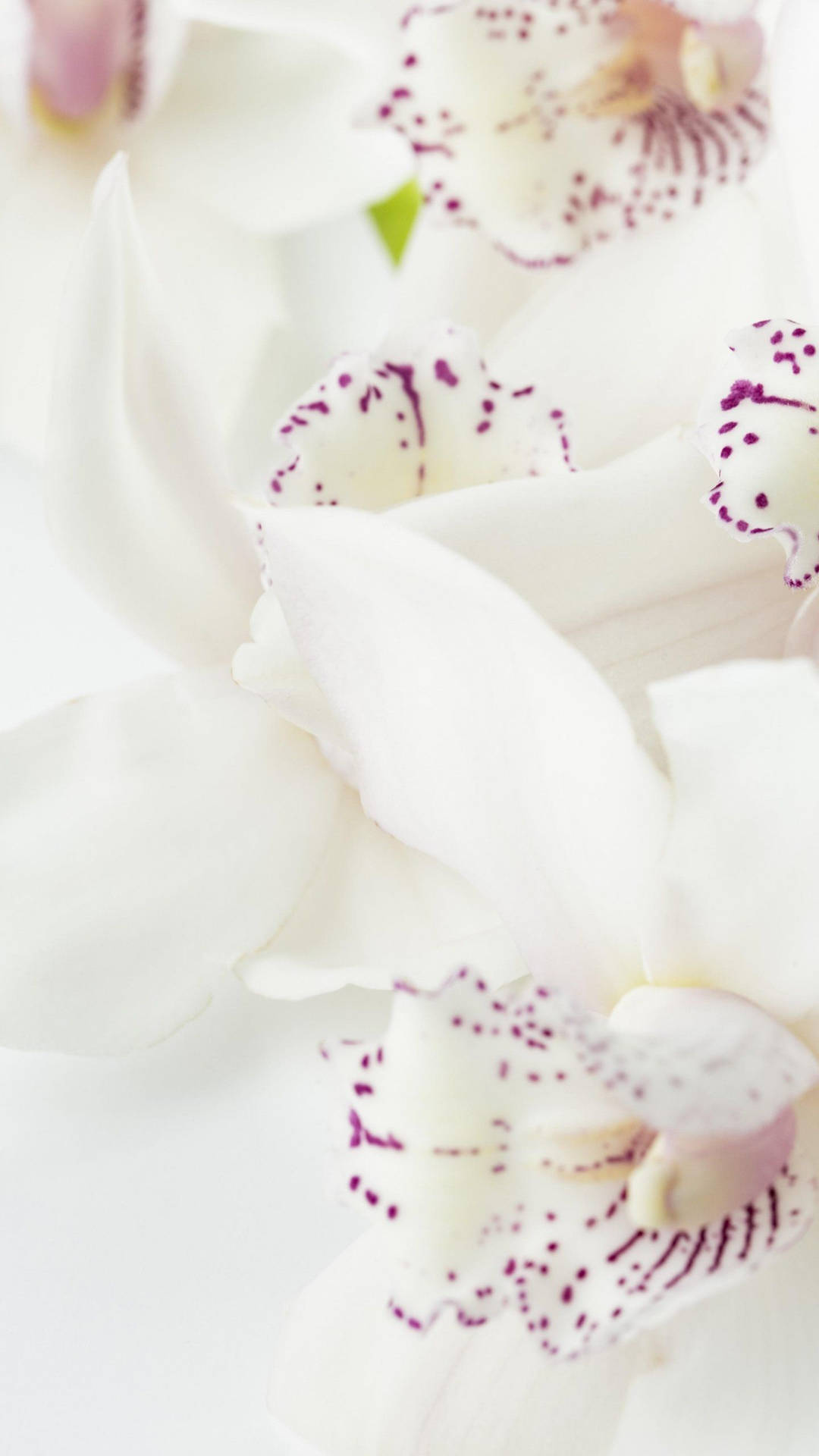 White Orchid With Purple Specks Wallpaper