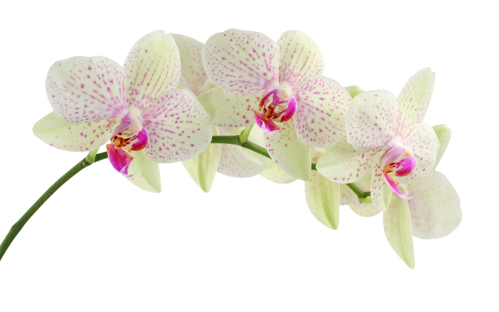 White Orchid With Purple Streaks Wallpaper