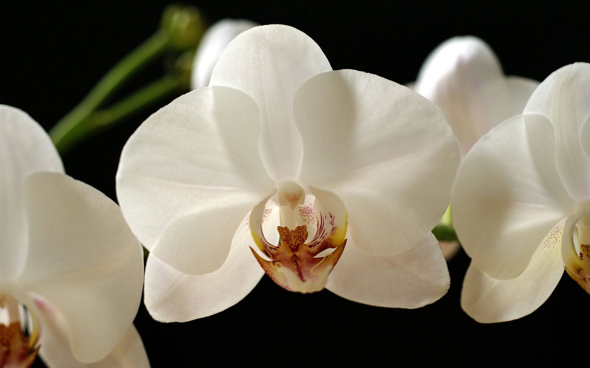 White Orchid With Red Hues Wallpaper