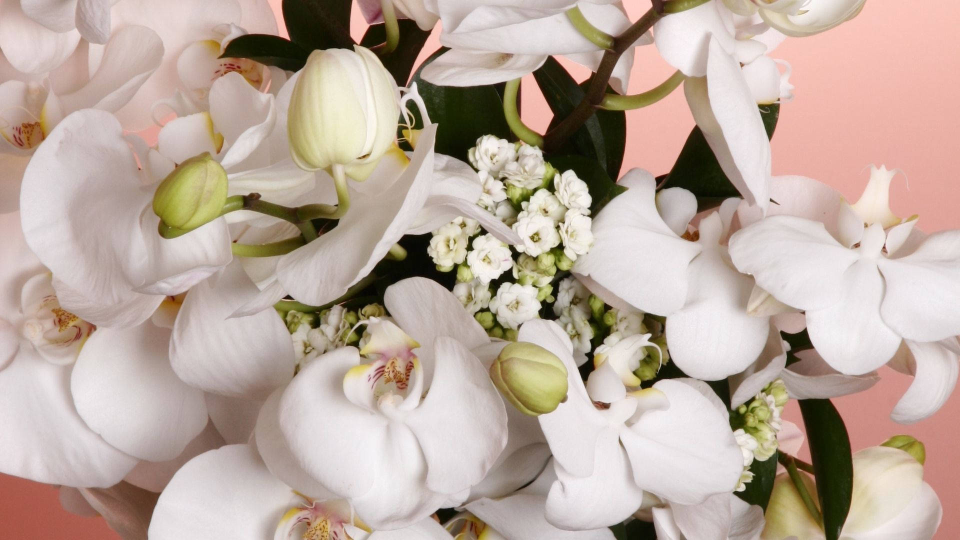 Hvid Orkidé Med Små Blomster Wallpaper