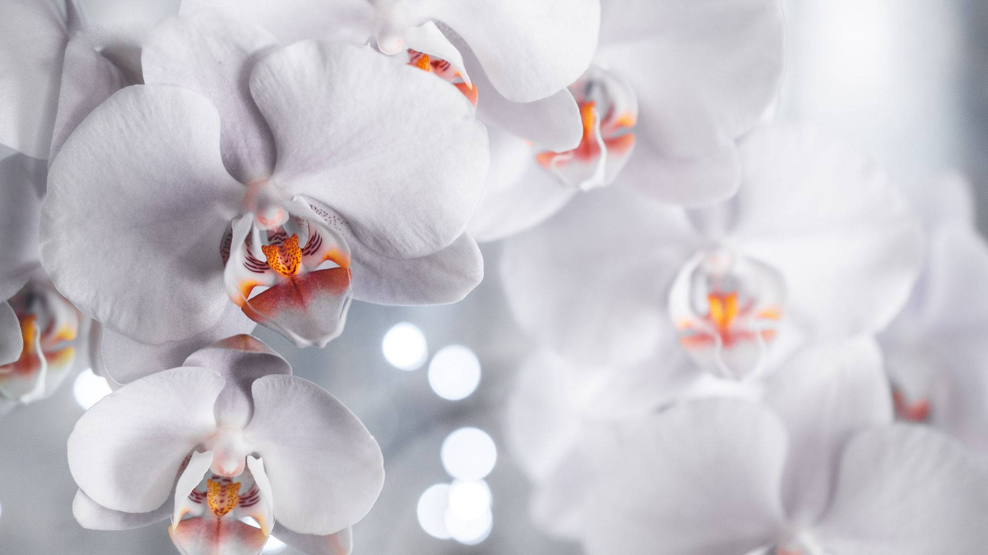 White Orchid With Two-Toned Petals Wallpaper