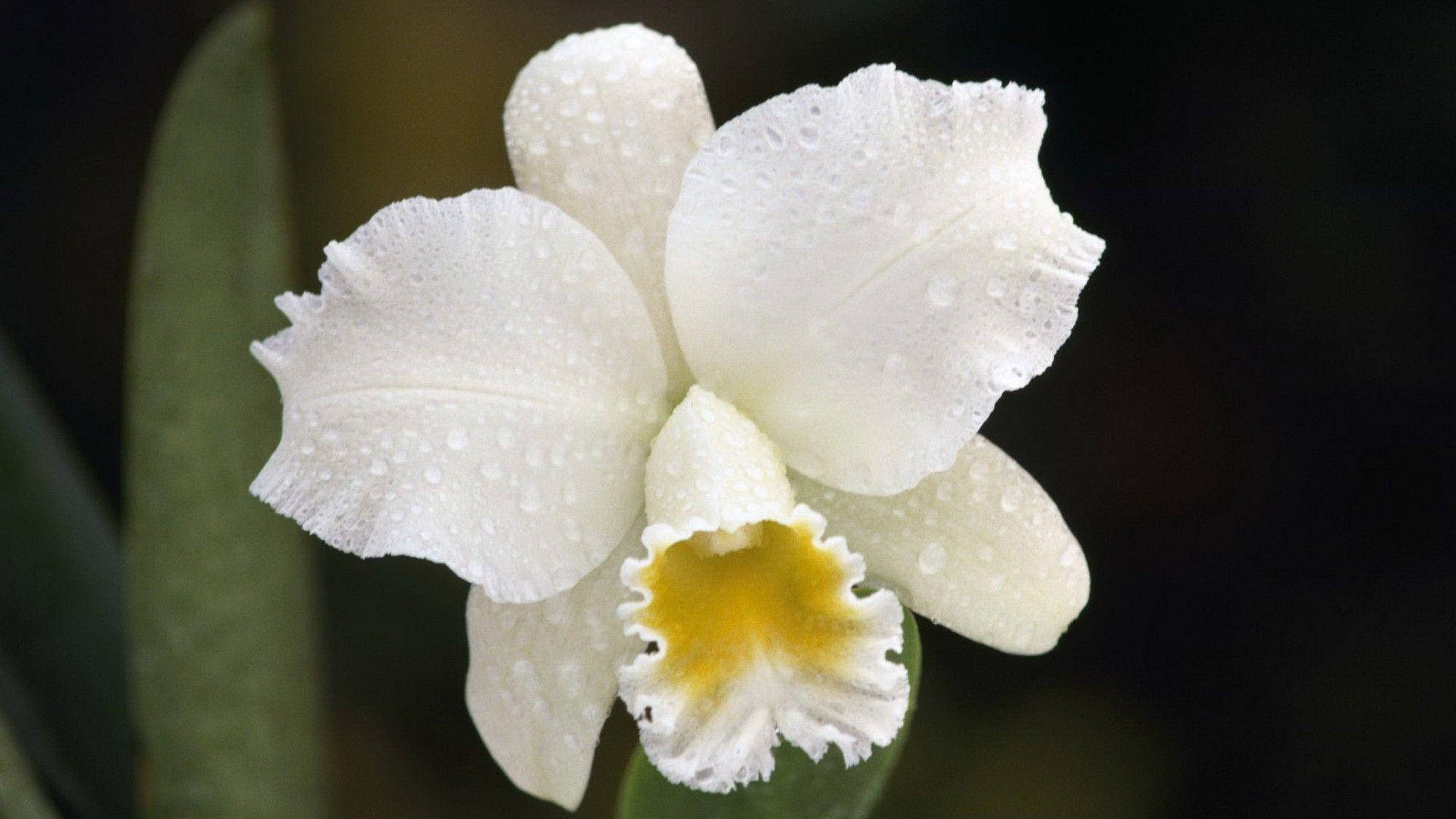 Orquídeablanca Con Gotas De Agua. Fondo de pantalla