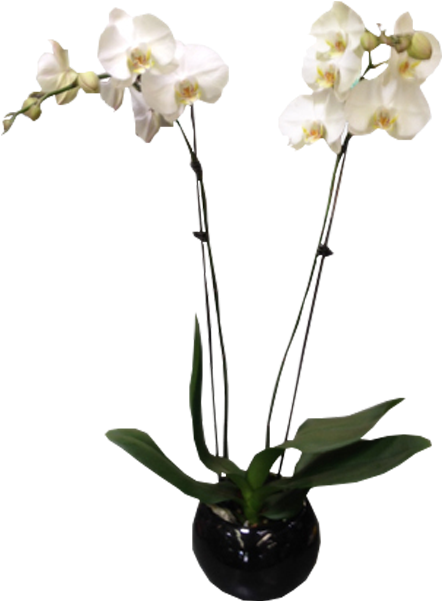 White Orchidin Black Vase PNG